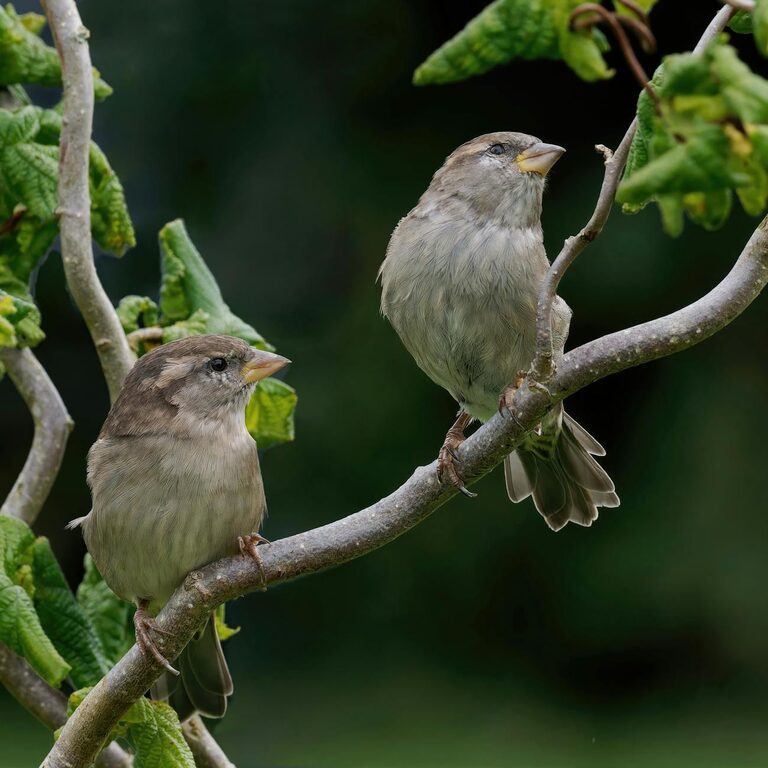 Beginner Tips for Backyard Birdwatching: A Simple Guide to Get Started